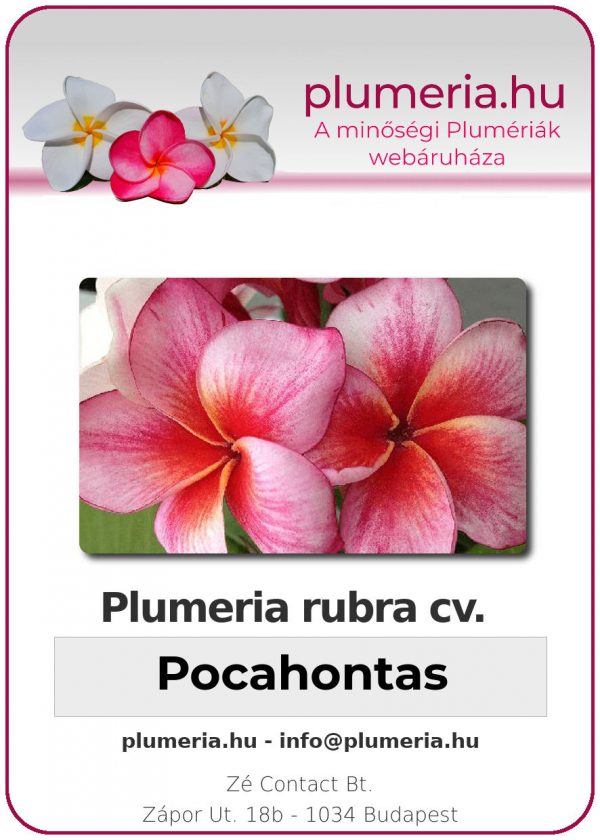 Plumeria rubra - "Pocahontas"