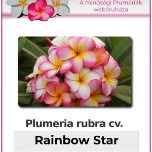 Plumeria rubra - "Rainbow Star"