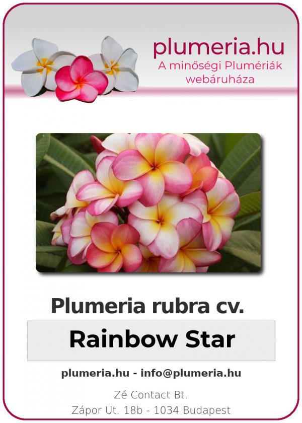 Plumeria rubra - "Rainbow Star"