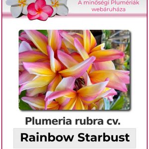 Plumeria rubra - "Rainbow Starbust"