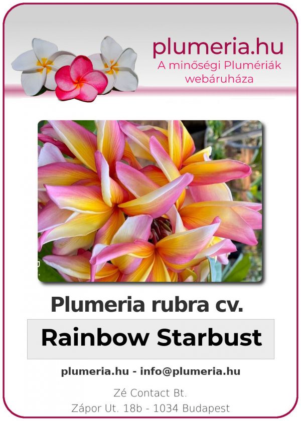 Plumeria rubra - "Rainbow Starbust"
