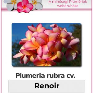 Plumeria rubra - "Renoir"