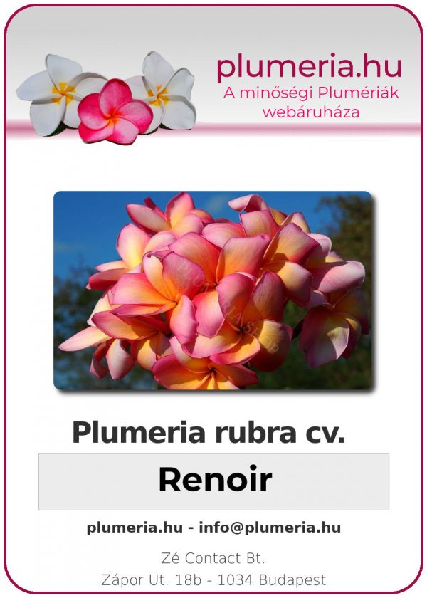 Plumeria rubra - "Renoir"