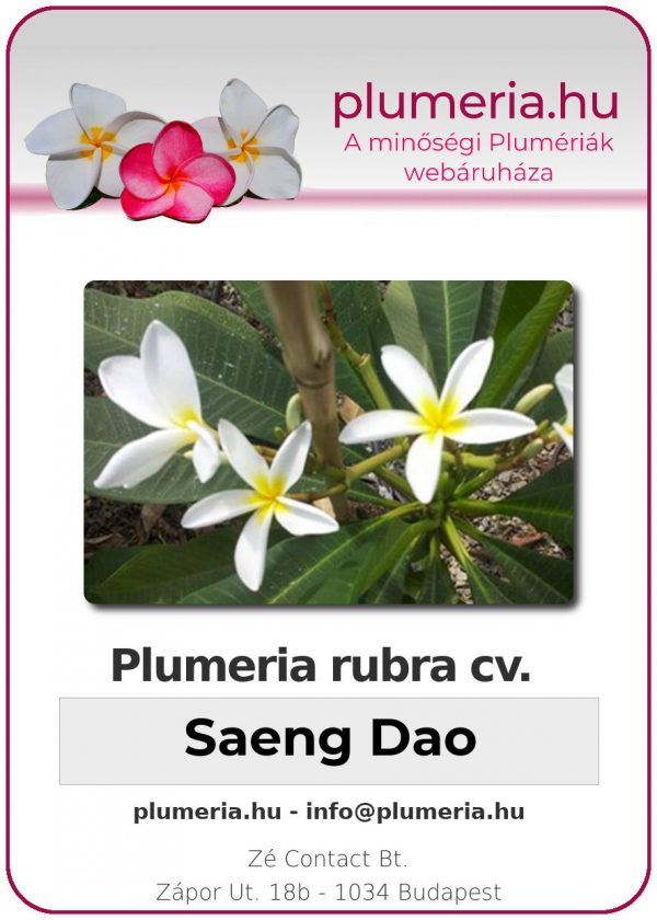 Plumeria rubra - "Saeng Dao"