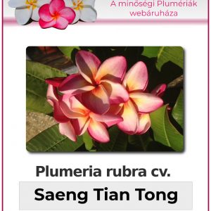 Plumeria rubra - "Saeng Tian Tong"