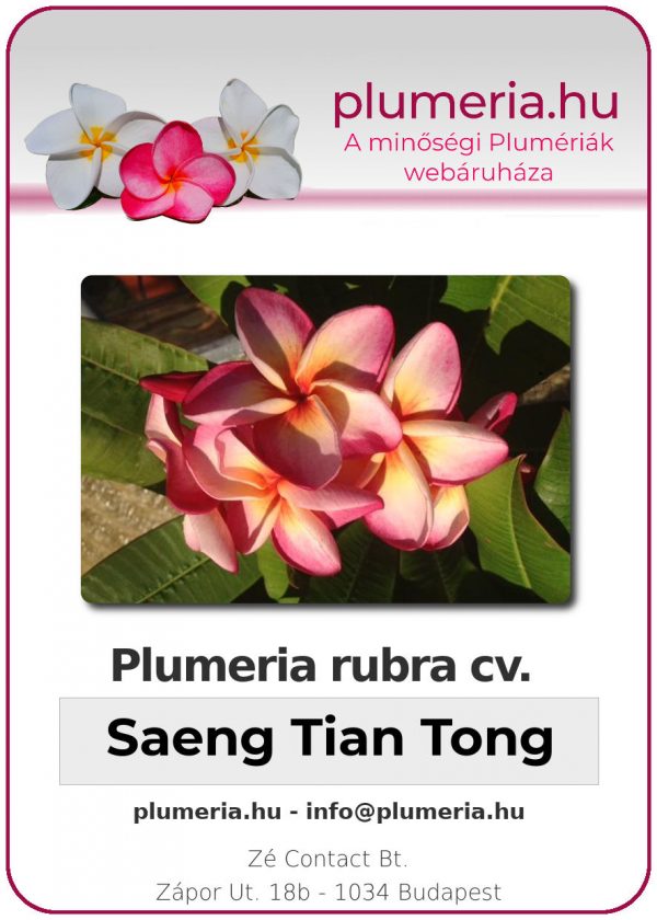 Plumeria rubra - "Saeng Tian Tong"