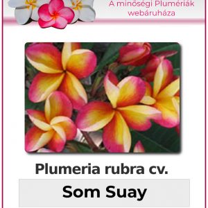 Plumeria rubra - "Som Suay"