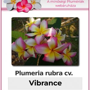Plumeria rubra - "Vibrance"