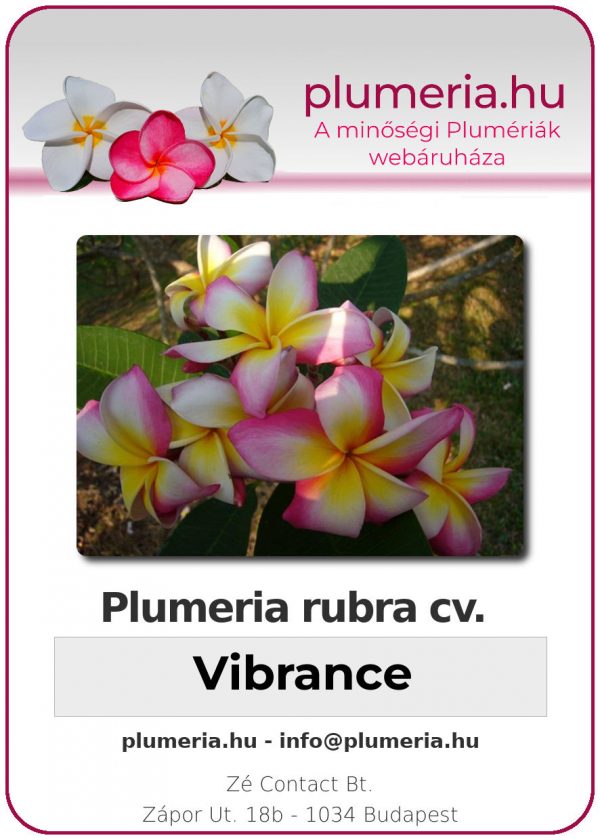 Plumeria rubra - "Vibrance"