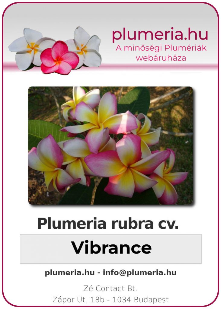 Plumeria rubra "Vibrance"