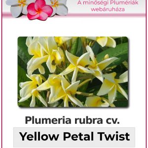 Plumeria rubra - "Yellow Petal Twist"