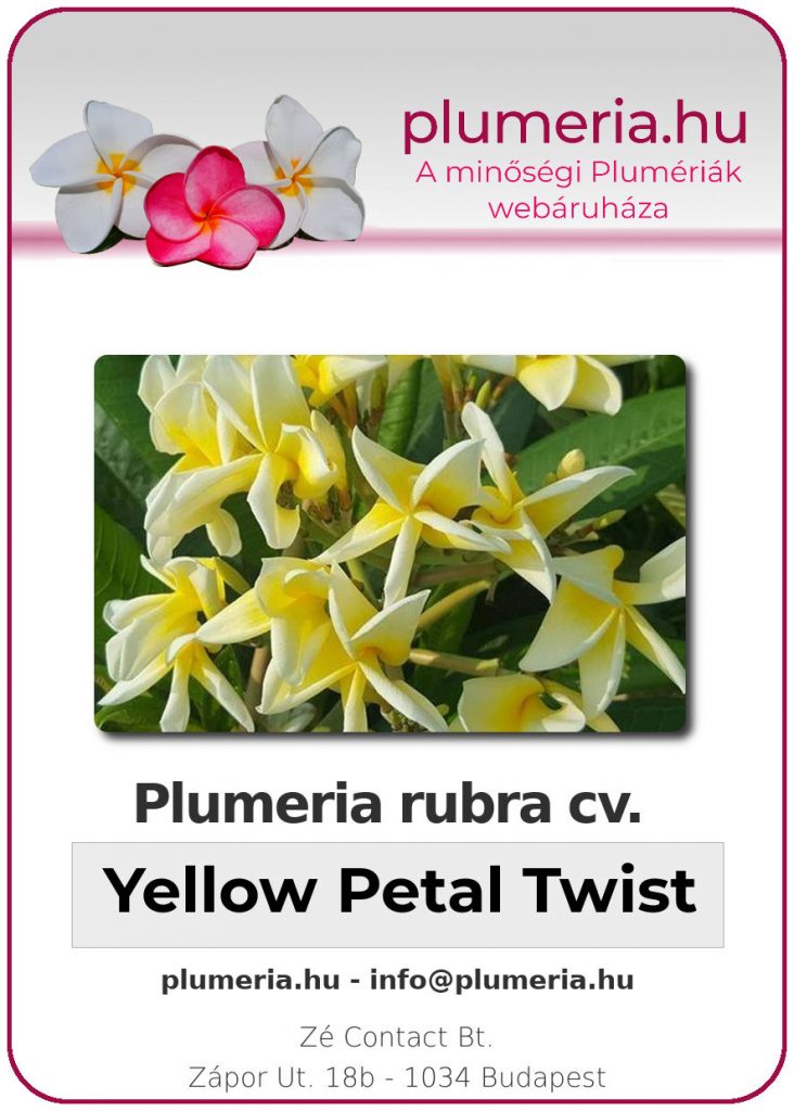 Plumeria rubra "Yellow Petal Twist"