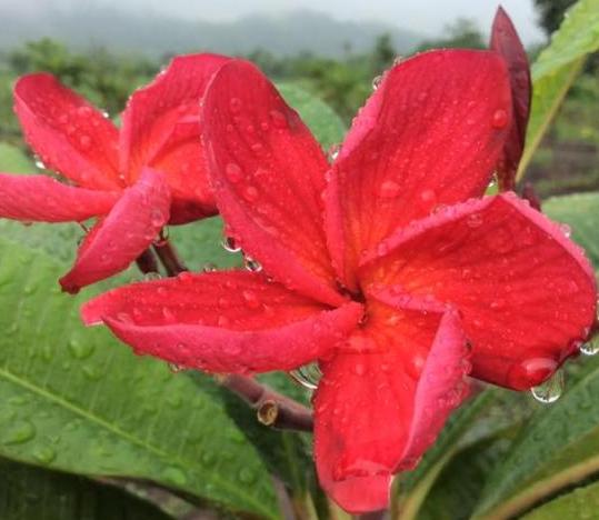 Plumeria rubra "Adagio" - nagy növény