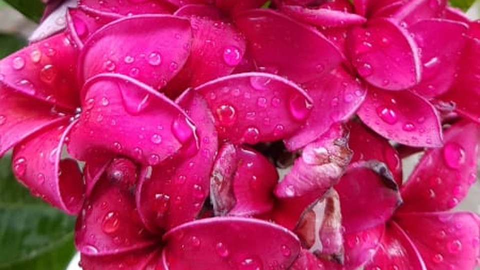 Plumeria rubra "Jubilee" - nagy növény