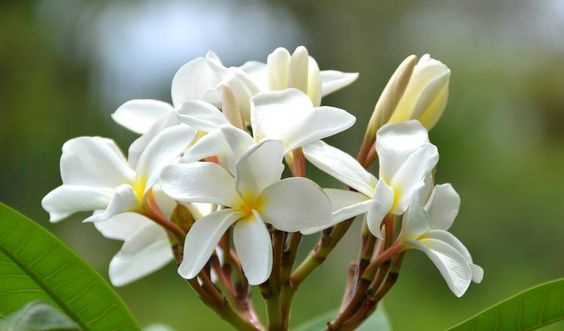 Plumeria rubra "Ken's White" - nagy növény