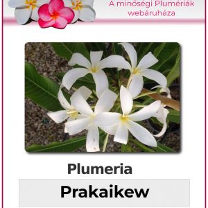 Plumeria - "Prakakiew"