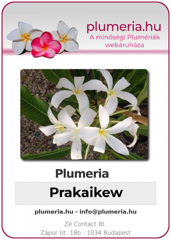 Plumeria - "Prakakiew"