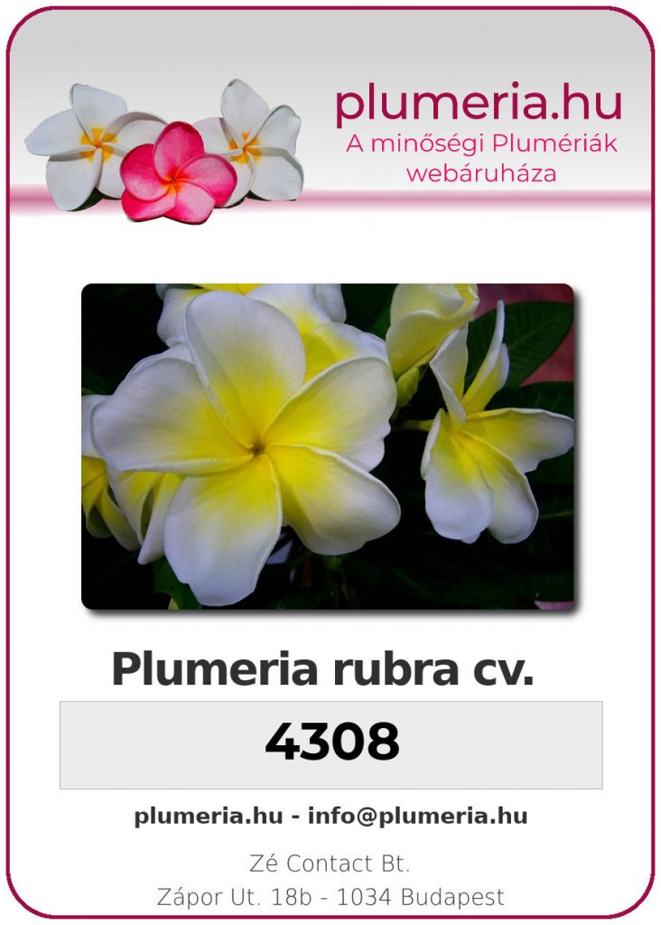 Plumeria rubra "4308"