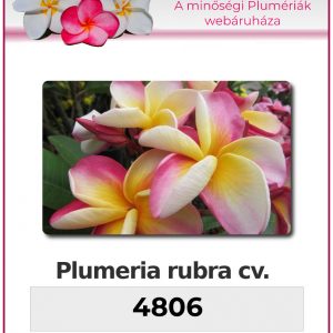 Plumeria rubra - "4806"