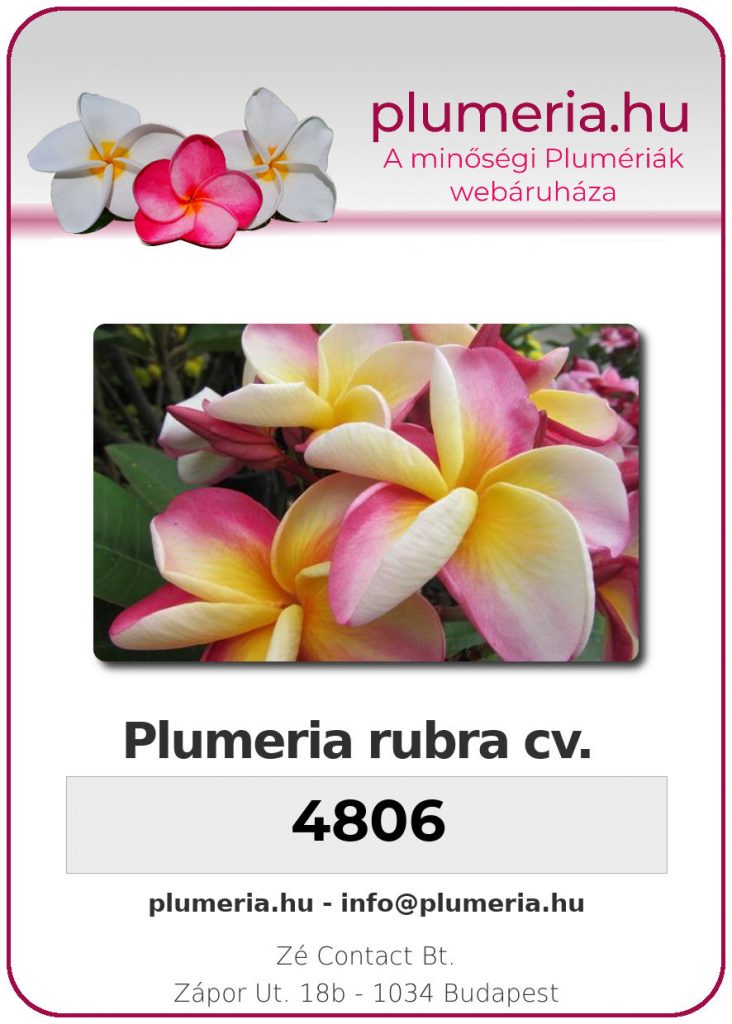 Plumeria rubra "4806"