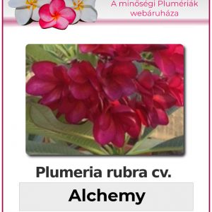 Plumeria rubra - "Alchemy"
