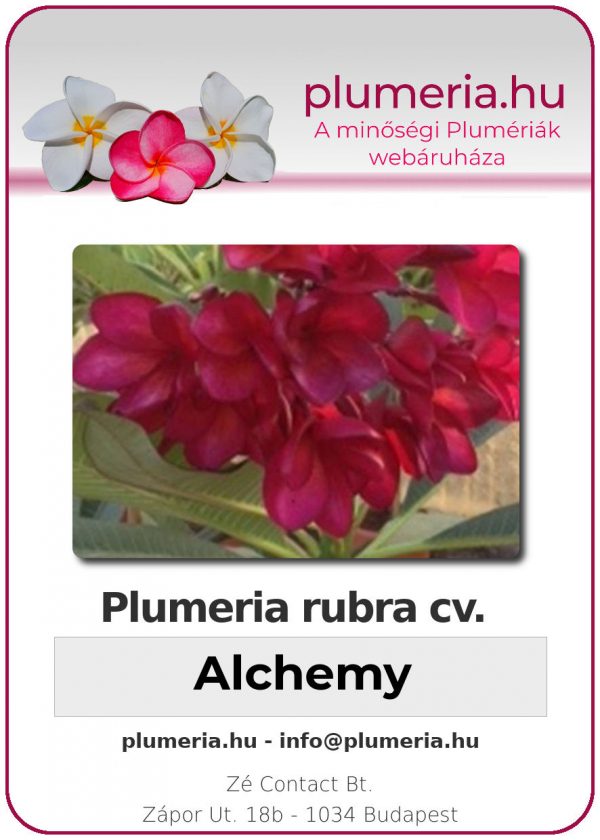 Plumeria rubra - "Alchemy"