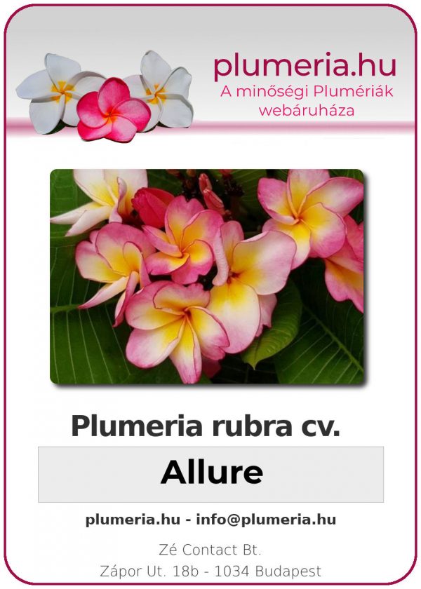 Plumeria rubra - "Allure"