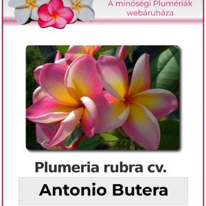 Plumeria rubra - "Antonio Butera"