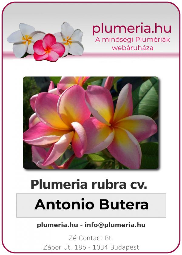 Plumeria rubra - "Antonio Butera"