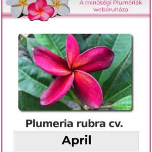Plumeria rubra - "April"