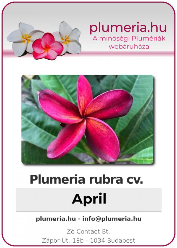 Plumeria rubra - "April"