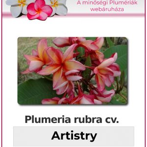 Plumeria rubra - "Artistry"