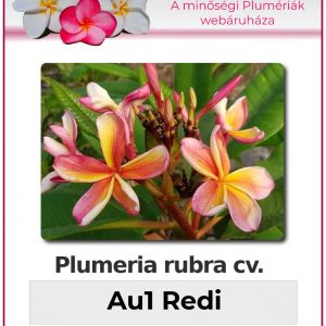 Plumeria rubra - "Au1 Redi"