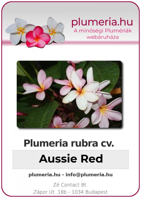 Plumeria rubra - "Aussie Red"
