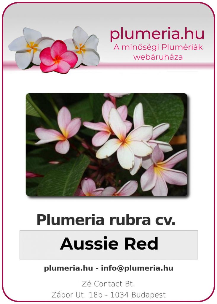 Plumeria rubra "Aussie Red"