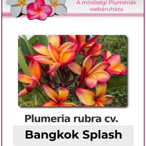 Plumeria rubra - "Bangkok Splash"