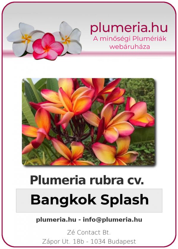 Plumeria rubra - "Bangkok Splash"