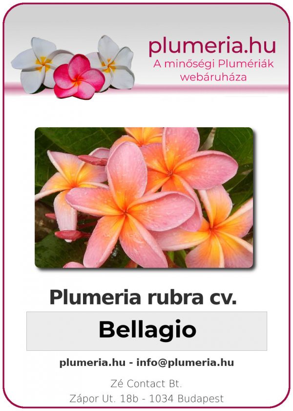 Plumeria rubra - "Bellagio"