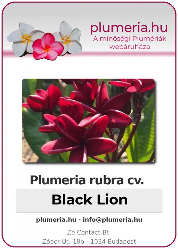 Plumeria rubra - "Black Lion"
