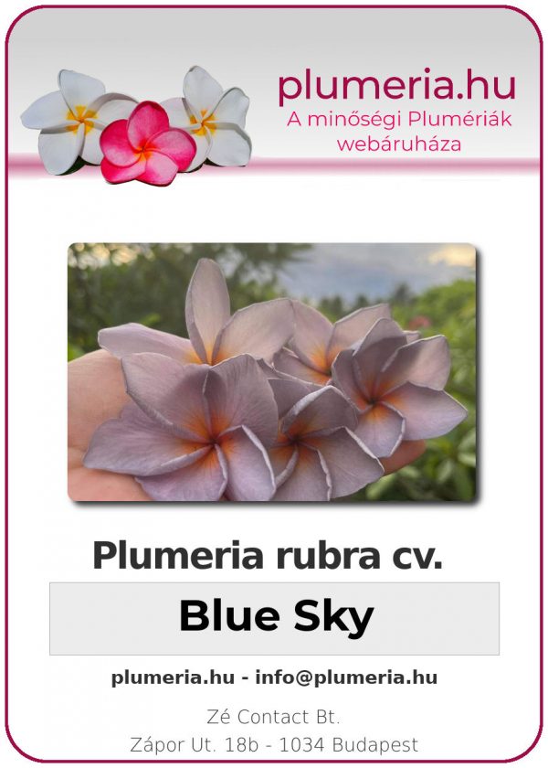 Plumeria rubra - "Blue Sky"