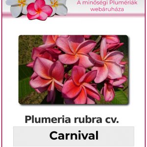 Plumeria rubra - "Carnival"