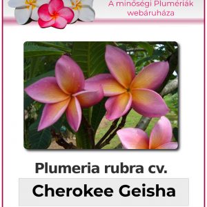 Plumeria rubra - "Cherokee Geisha"