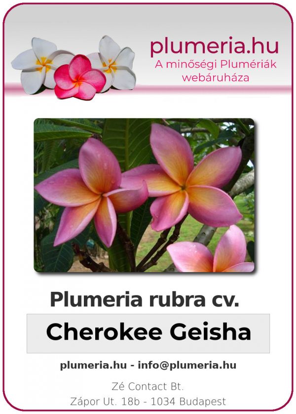 Plumeria rubra - "Cherokee Geisha"