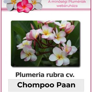 Plumeria rubra - "Chompoo Paan"