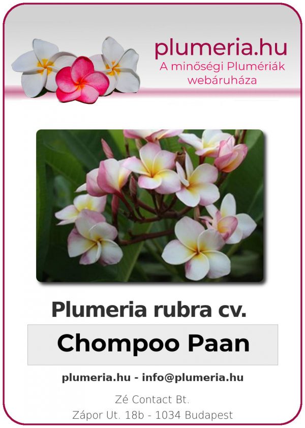 Plumeria rubra - "Chompoo Paan"
