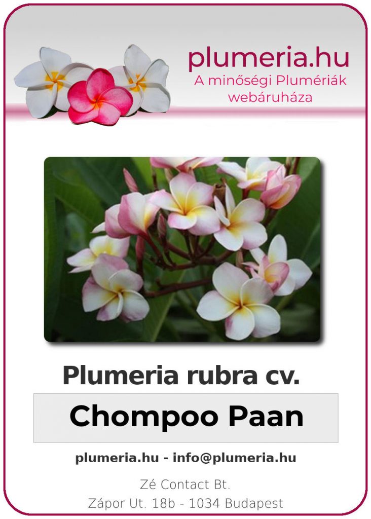 Plumeria rubra "Chompoo Paan"
