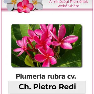 Plumeria rubra - "Chompoo Pietro Redi"