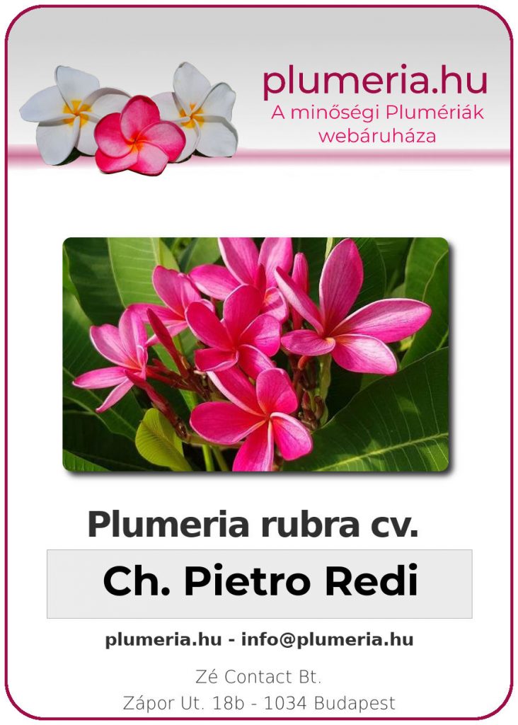 Plumeria rubra "Chompoo Pietro Redi"