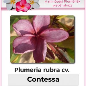 Plumeria rubra - "Contessa"