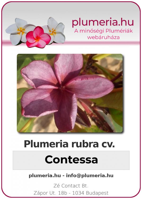 Plumeria rubra - "Contessa"